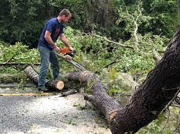 Best Tree and Shrub Care  in Puget Island, WA