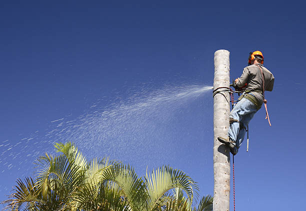 Best Root Management and Removal  in Puget Island, WA