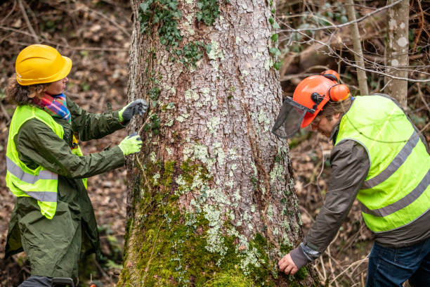 Best Tree Trimming and Pruning  in Puget Island, WA