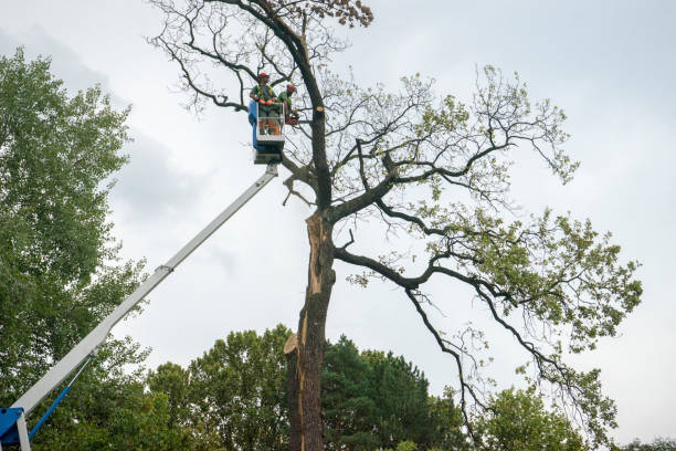 Best Hazardous Tree Removal  in Puget Island, WA