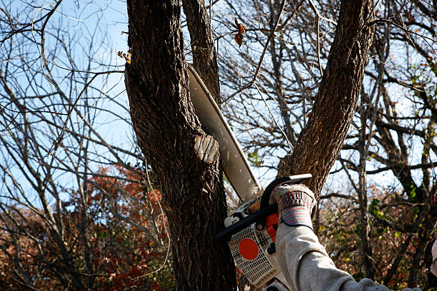 Best Arborist Consultation Services  in Puget Island, WA