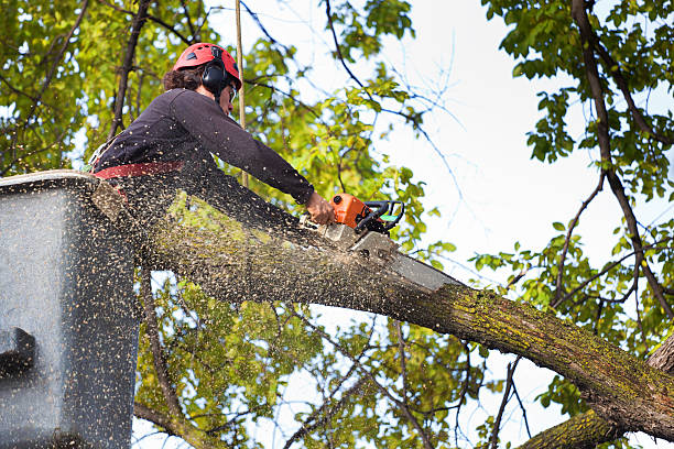 How Our Tree Care Process Works  in  Puget Island, WA