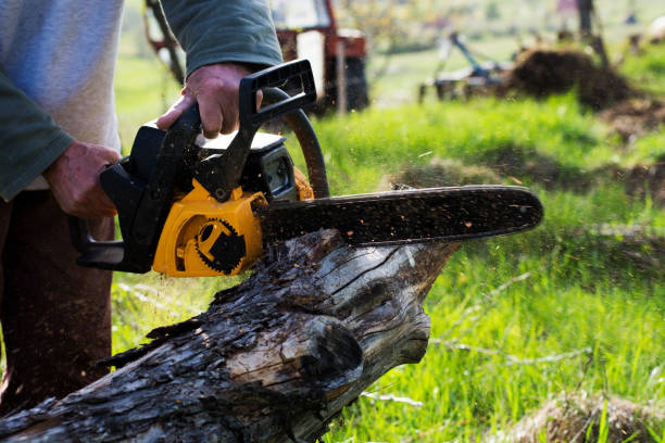 Best Lawn Disease Treatment  in Puget Island, WA